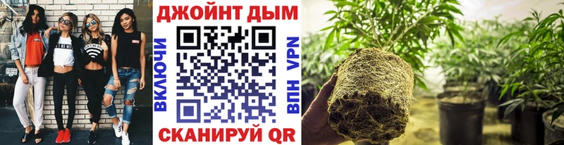 Купить закладку Псилоцибиновые грибы  COCAIN  МЕФ  Бошки Шишки  ГАШ  Мурино